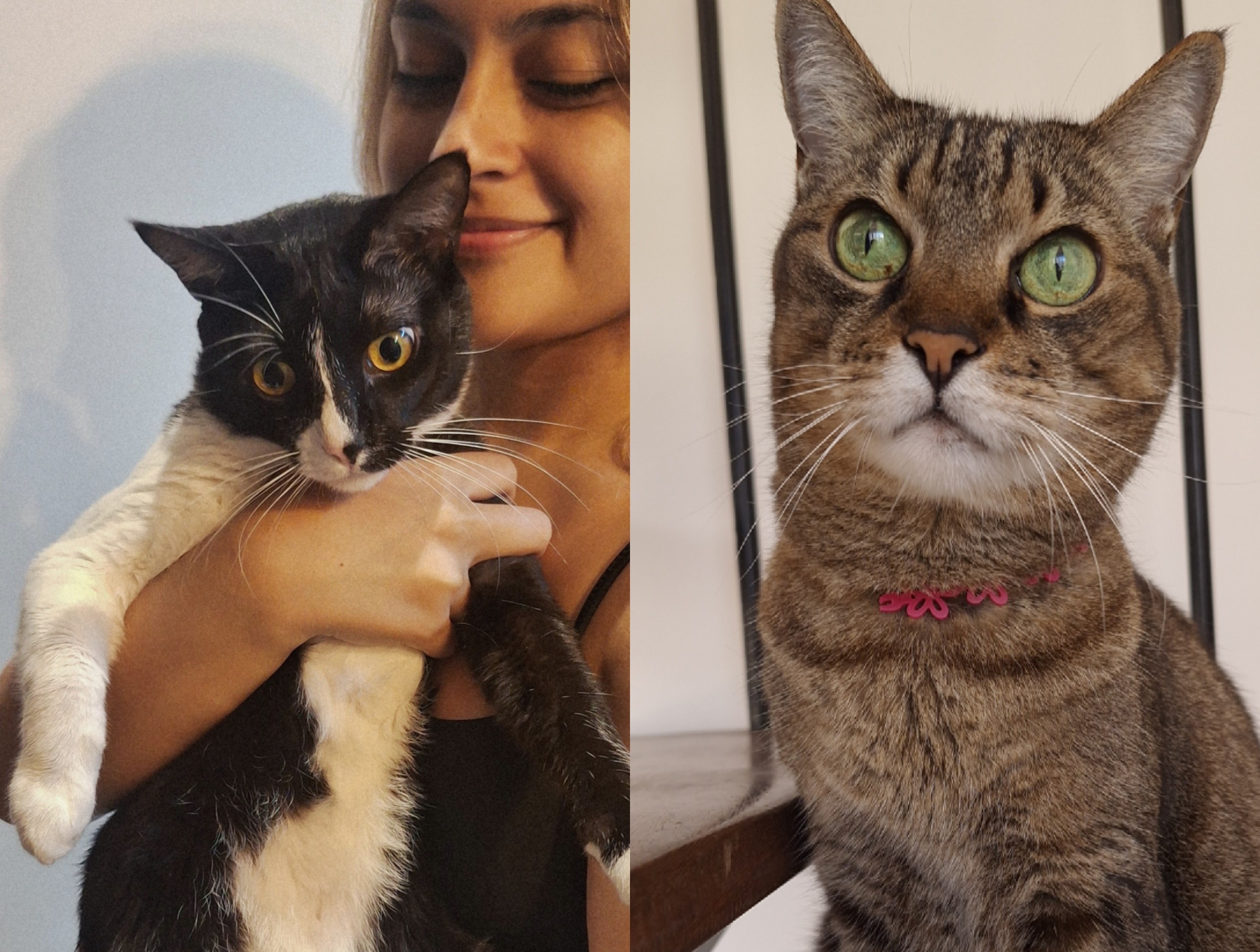Cats